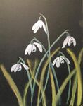 Snowdrops