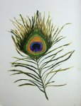 Peacock Feather