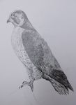 Bird of Prey