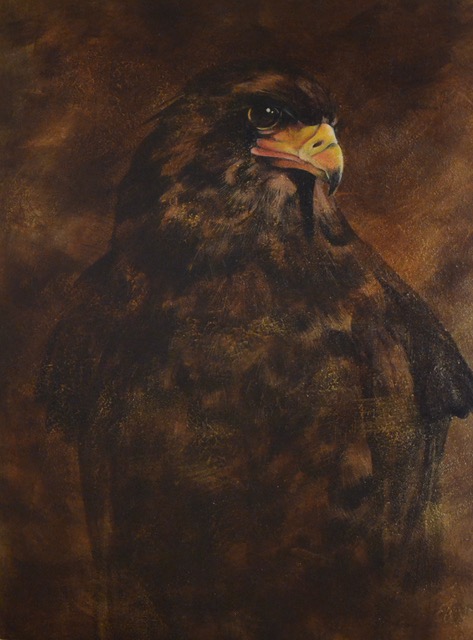 Bateleur eagle by Desi Hart