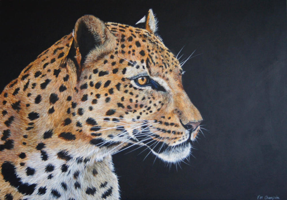 Focus by Fiona Champion