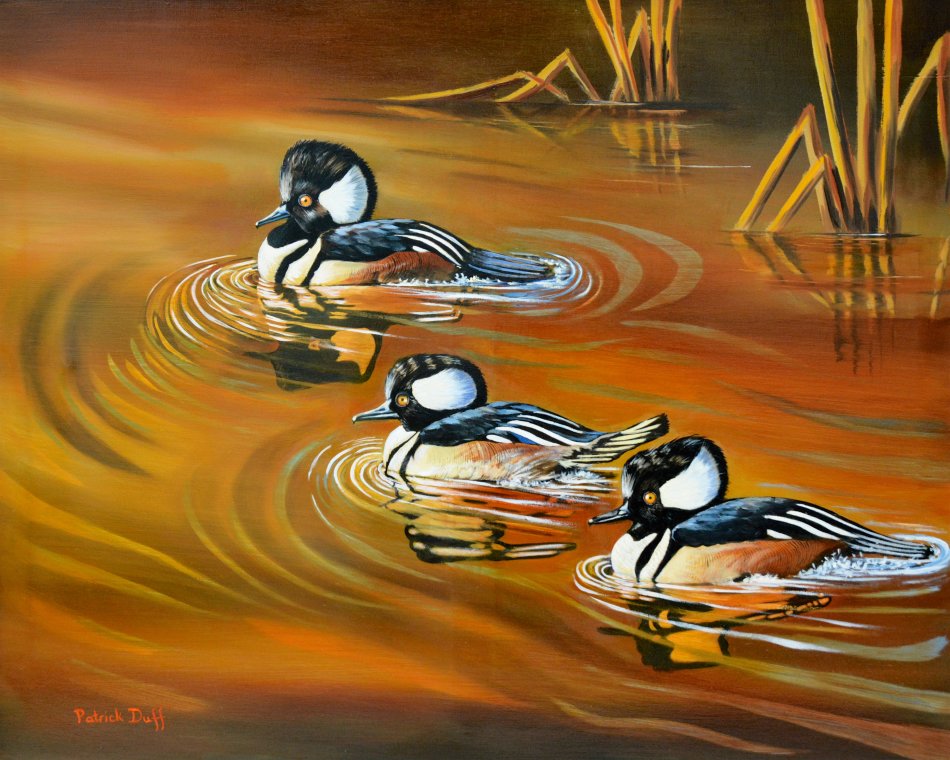 Hooded Mergansers