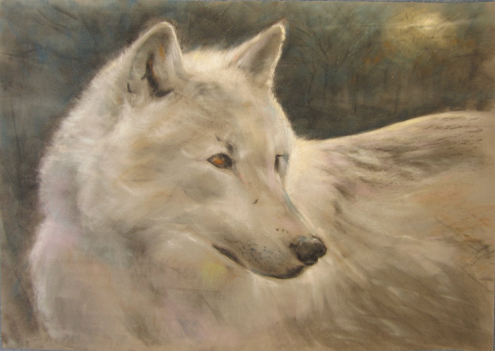 Arctic Wolf by Eric Ball