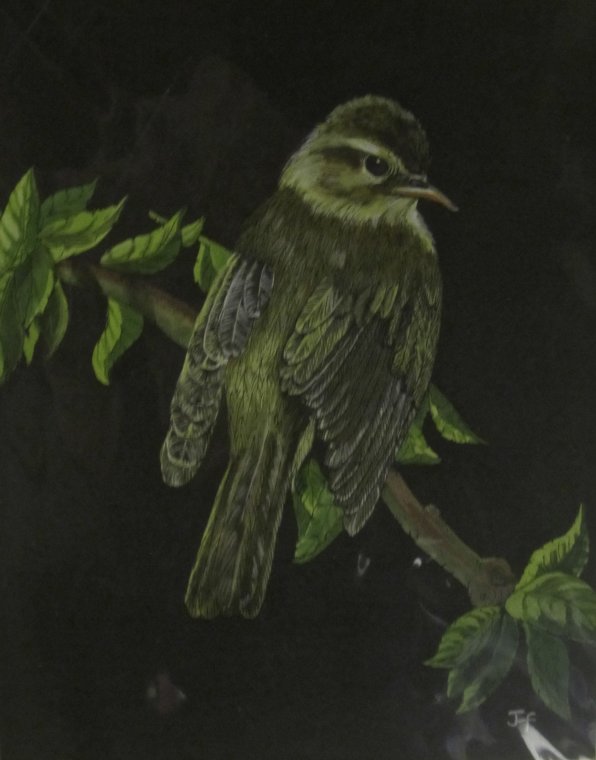 Willow Warbler by Jo Faggetter
