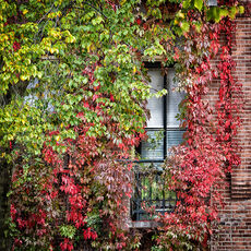 Amsterdam, Study 1, Amsterdam, Netherlands
