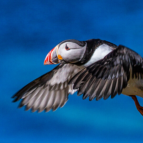 Puffin in Flight