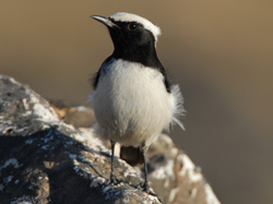 Arabian Wheatear