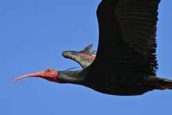 Northern Bald Ibis