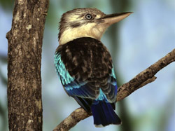 Blue-winged Kookaburra