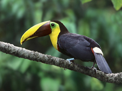 Chestnut-mandibled Toucan