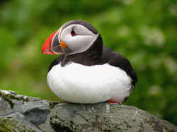 Atlantic Puffin