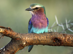 Lilac-breasted Roller