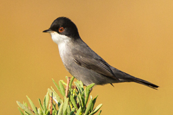 Sardinian Warbler