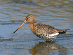 Black-tailed Godwit