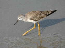 Lesser Yellowlegs