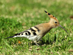 Hoopoe