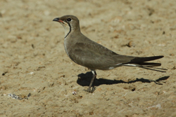 Collared Pratincole