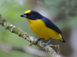 Thick-billed Euphonia