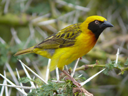 Lesser Masked Weaver