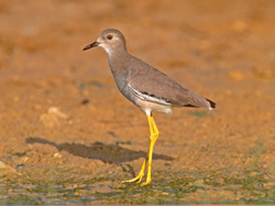 White-tailed Lapwing