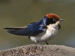 Wire-tailed Swallow