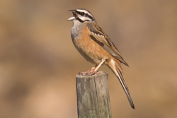 Rock Bunting