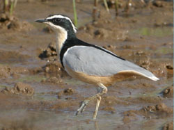 Egyptian Plover