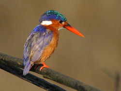 Malachite Kingfisher