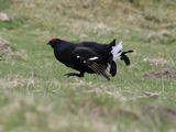 Black Grouse, Amurlee