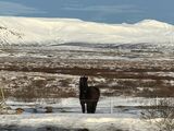 0014. Icelandic Horse