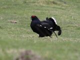 Black Grouse, Amurlee