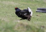 Black Grouse, Amurlee