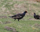 Black Grouse, Amurlee