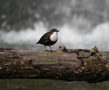 Dipper, Fairy Glen