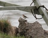 Wheatear, Applecross