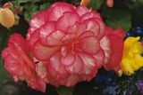 July ~ Garden Begonia