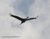 Common Crane