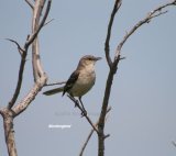 Northern Mockingbird, beautiful bird and an iconic sight for our first visit to the USA