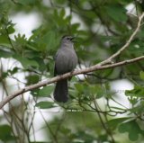 Catbird, we loved the Catbirds, lovely song