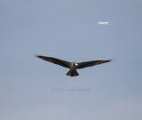 Osprey, we see Ospreys in England quite often, but these were easier to photograph
