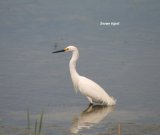Snowy Egret, don't get these in England !!!