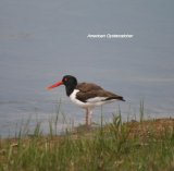 American Oystercatcher markedly different to the European Oystercatchers