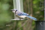 Blue Jay, the one bird I really wanted to see and photograph