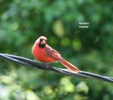 Cardinal, the colour was stunning !!