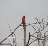 Cardinal