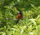 Orchard Oriole, sat in the top of a tree in the New Jersey State Park at Cape May