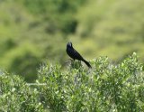 Common Grackle, this was the second lifer we saw on our arrival in Philadelphia, just after we saw the American Robin