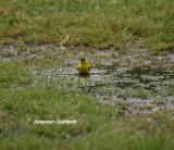 American Goldfinch, just before this photo was taken we had a heavy shower of rain and we had to run for cover, as the rain eased this Goldfinch decided to bathe