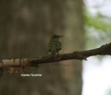 Acadian Warbler spotted in the Belleplain Forest, singing and showing very well, although in the dark shade of the forest