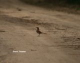Brown Thrasher, I had to lean out of the car passenger window and turn around to get this bird that was searching the road behind the car for food, then we had to search the book for correct ID